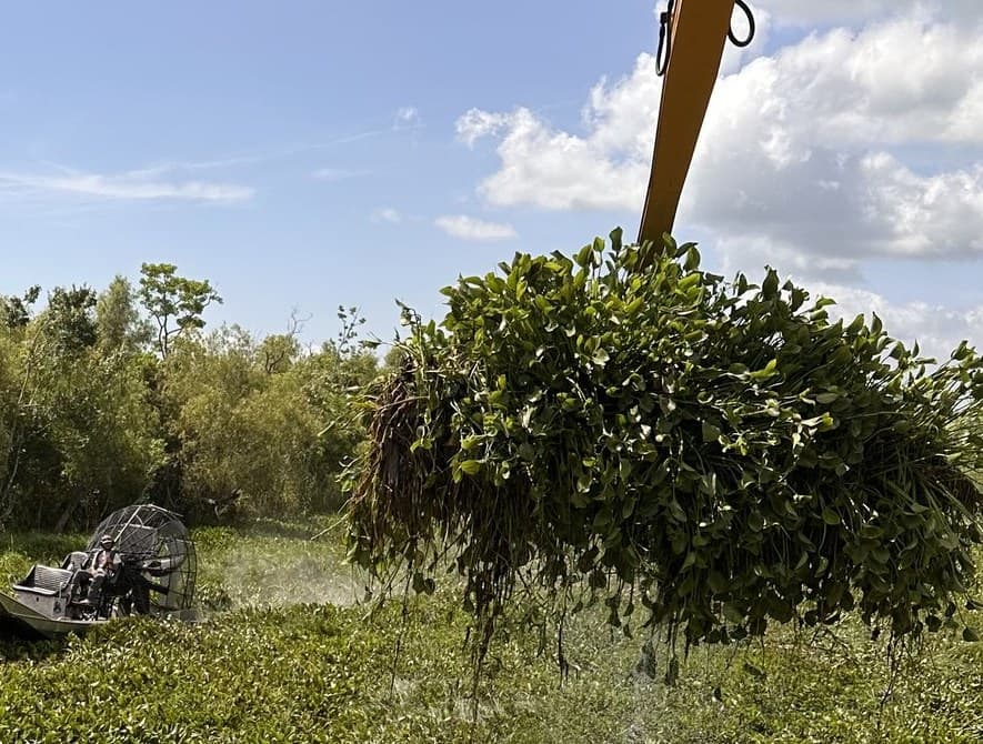 Airboat working water hyacinth while an excavator lifts a mass of it from a Louisiana canal